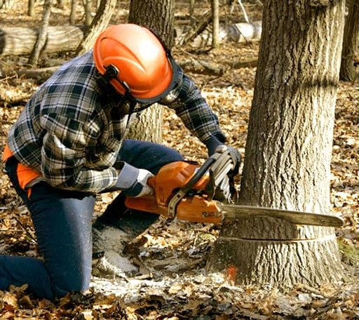 Tree Removal in Montreal, WI